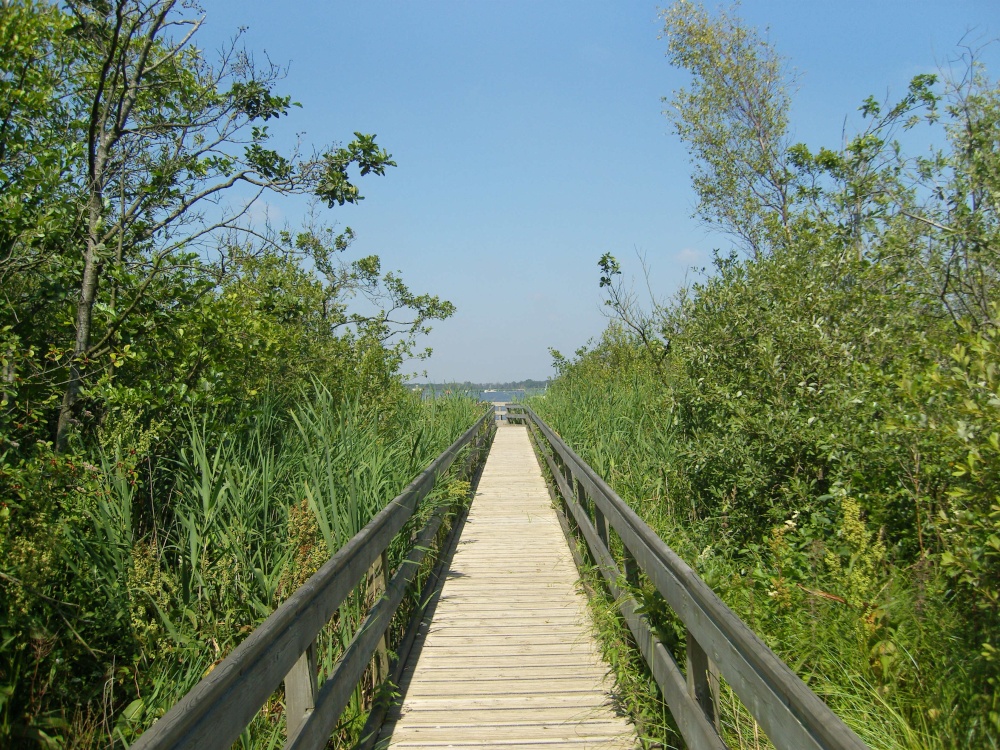 Barton Broad