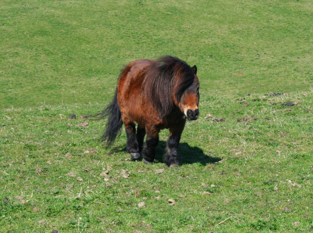 Pony