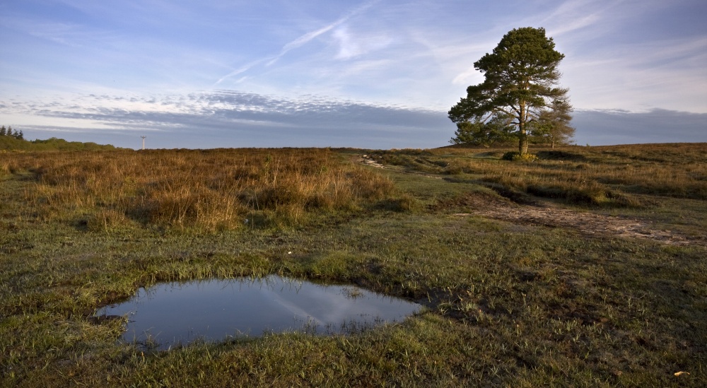 New Forest