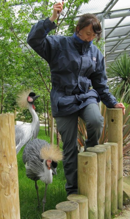 Cranes and Keeper at East Park