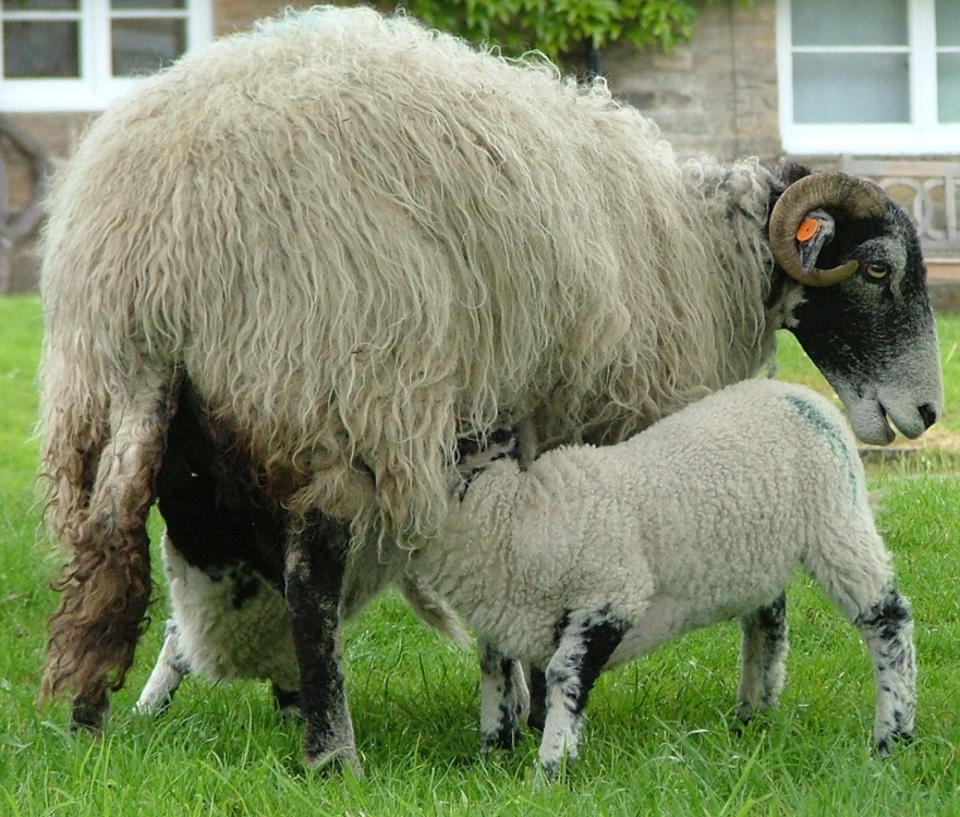 Hutton le Hole