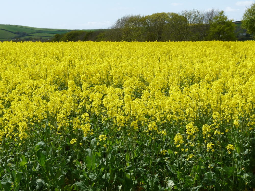 Oilseed rape near Start Point, Devon