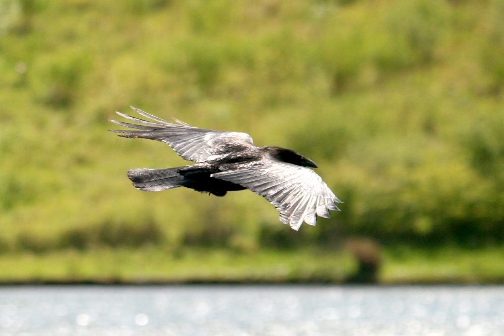 Carrion Crow.