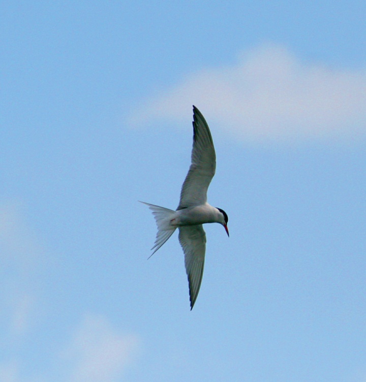 Common Tern.