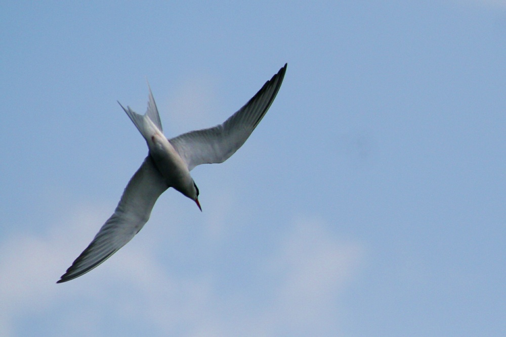 Common Tern.