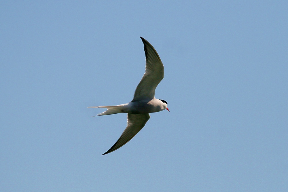 Common Tern.