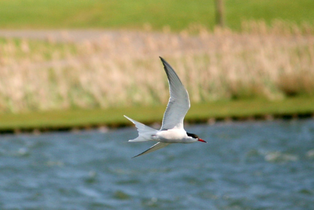 Common Tern.