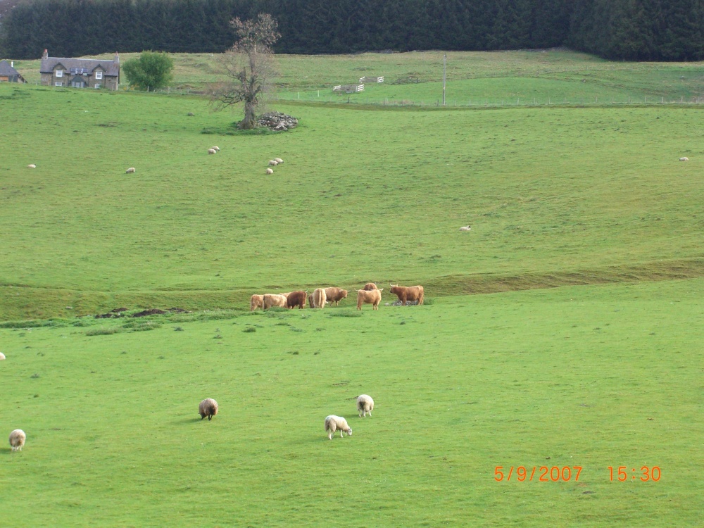 The hairy cows in the Highlands