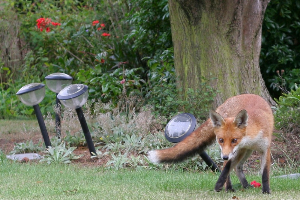 Fox in the Garden