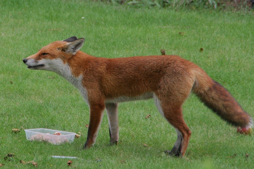 Fox in the Garden 5