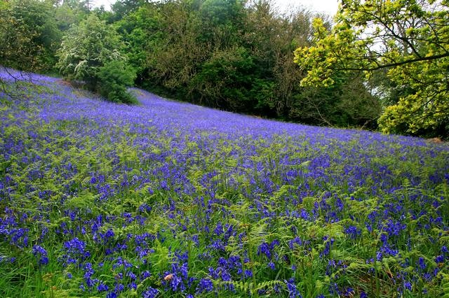 Photograph of Bluebell Field