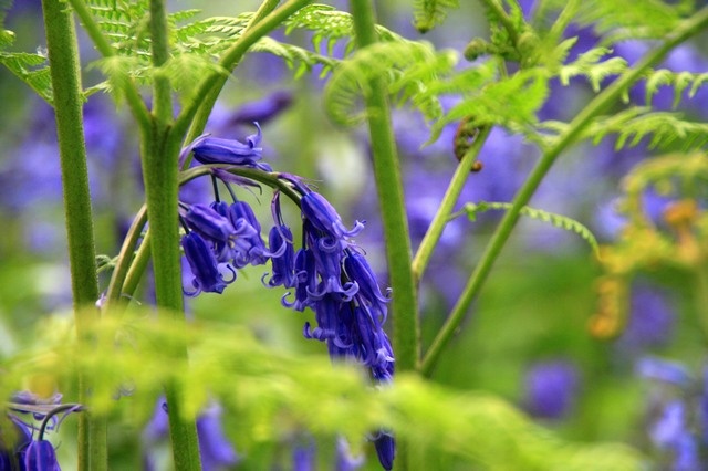 Photograph of The native British Bluebell - close up 2