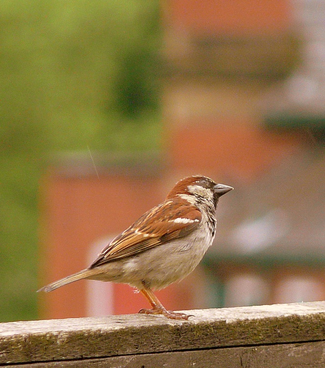 House sparrow