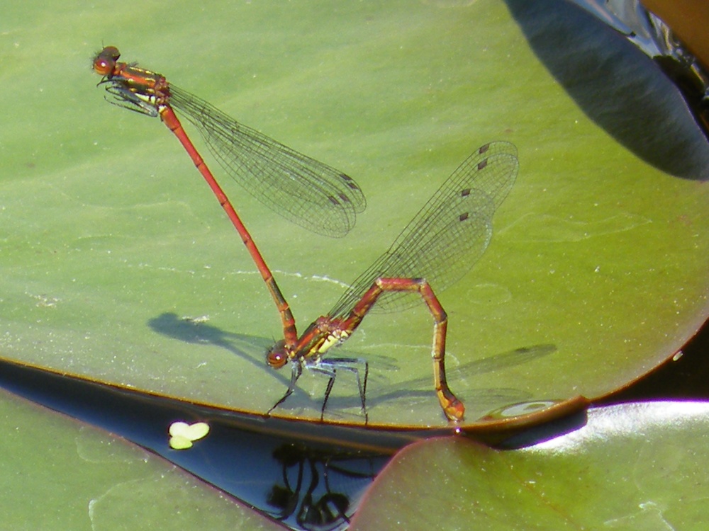 School Pond