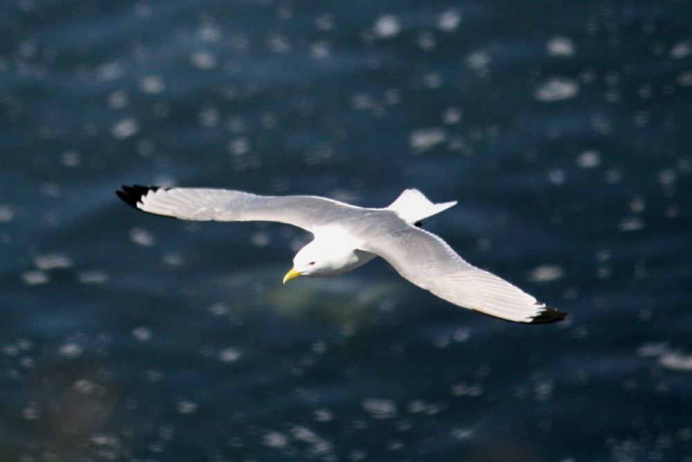 Kittiwake.