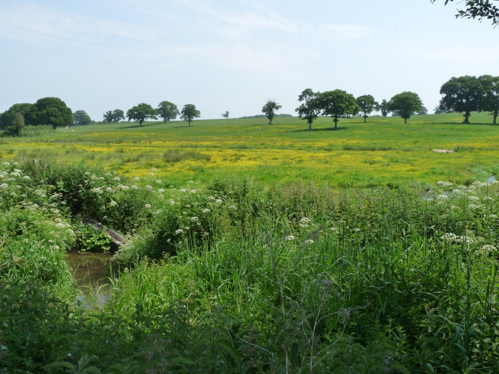 Country field