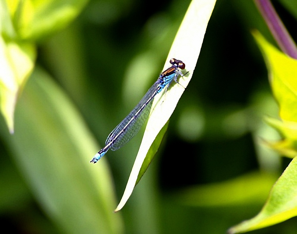 Photograph of Damsel fly near the lake.