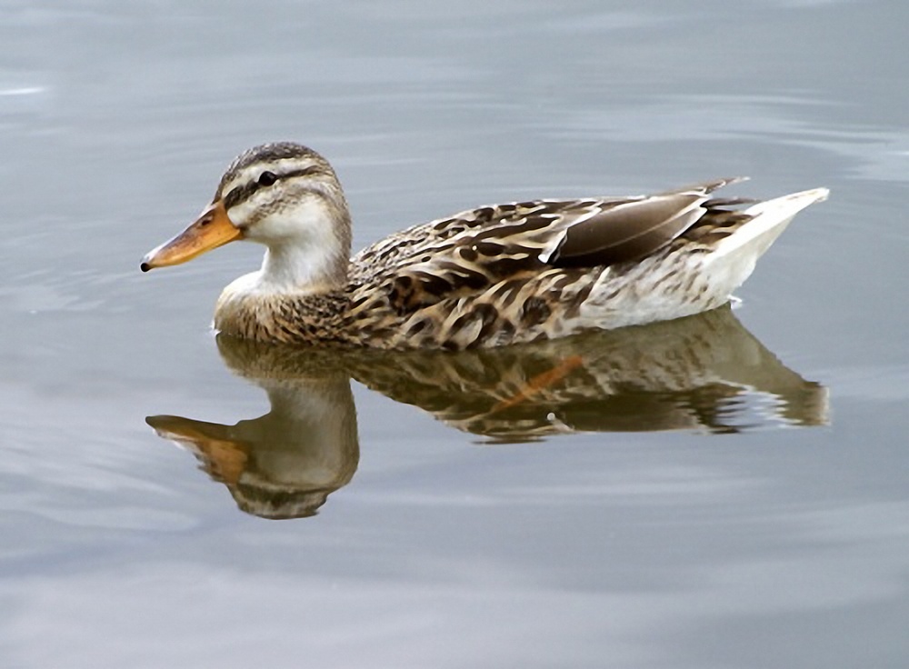 Photograph of Duck on the lake.