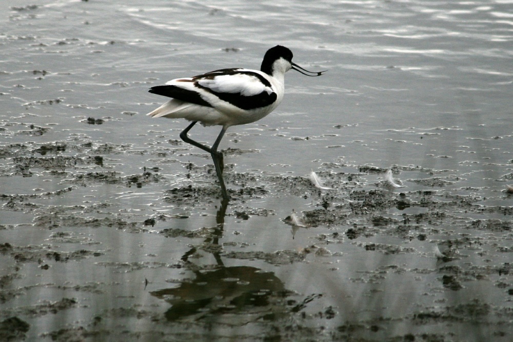 Avocet.