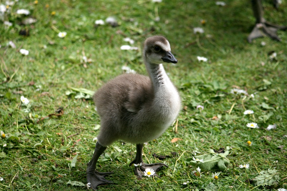 Hawaiian Goose Chick.