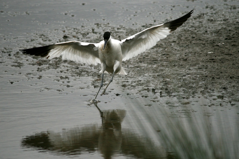 Avocet