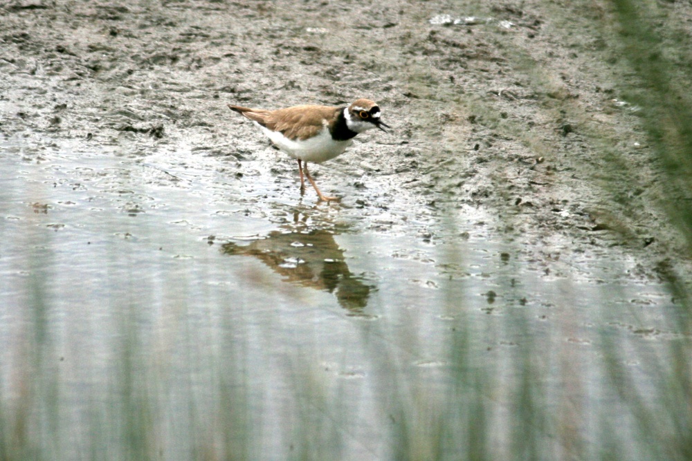 Little Ringed Plover.