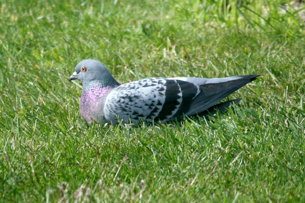 Pigeon