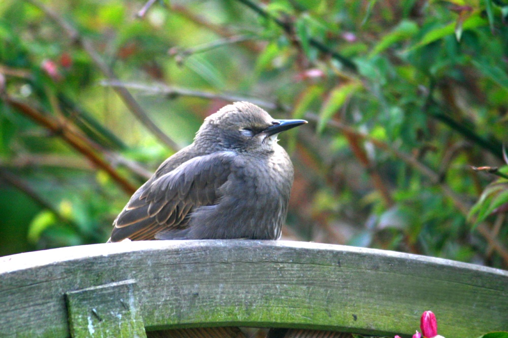 Starling.