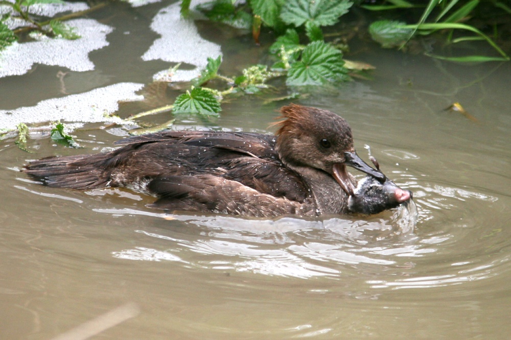 Hooded Merganser catches it's lunch.