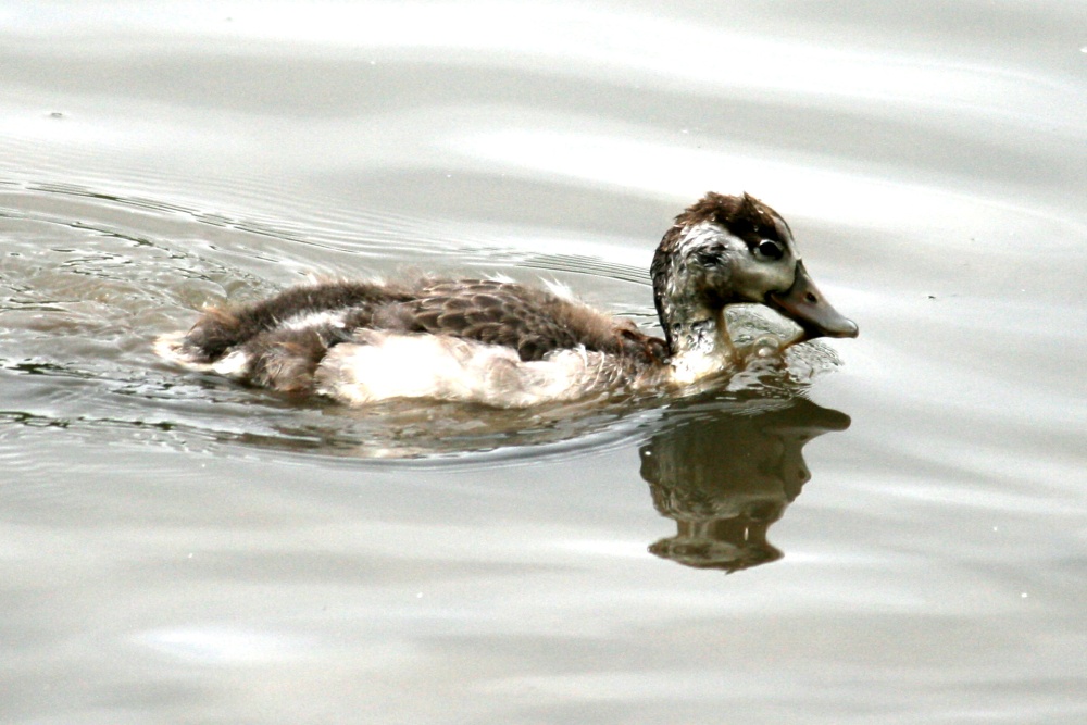 Common Shelduck Chick.