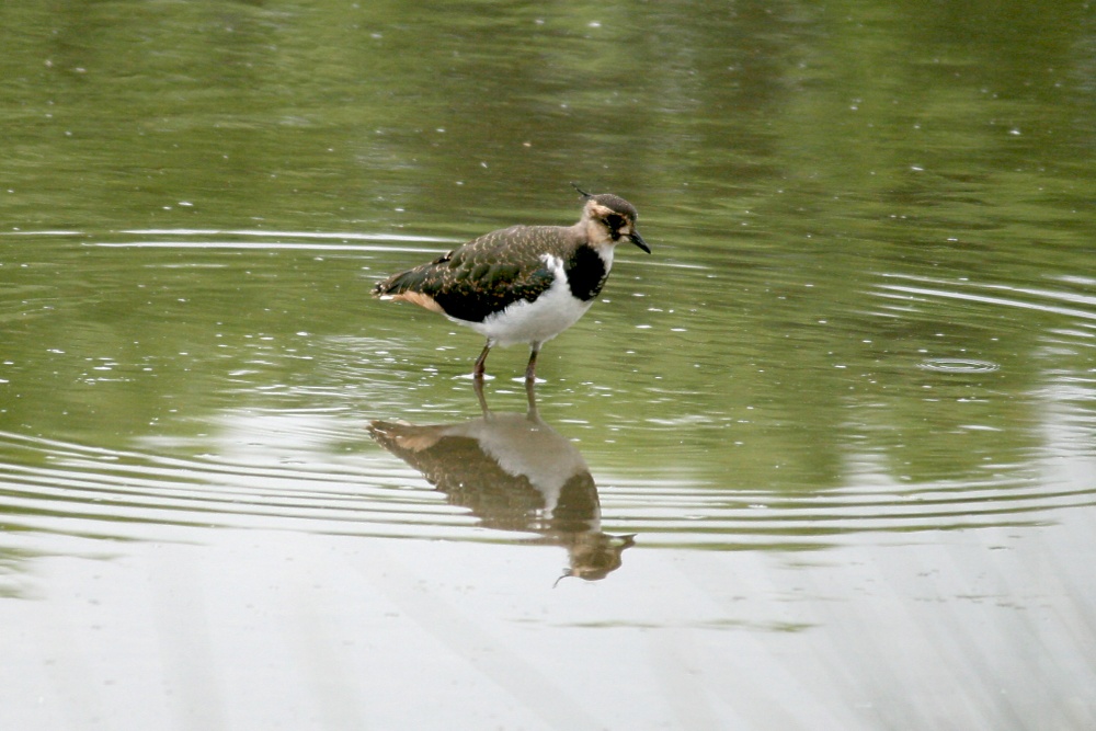 Lapwing Chick.