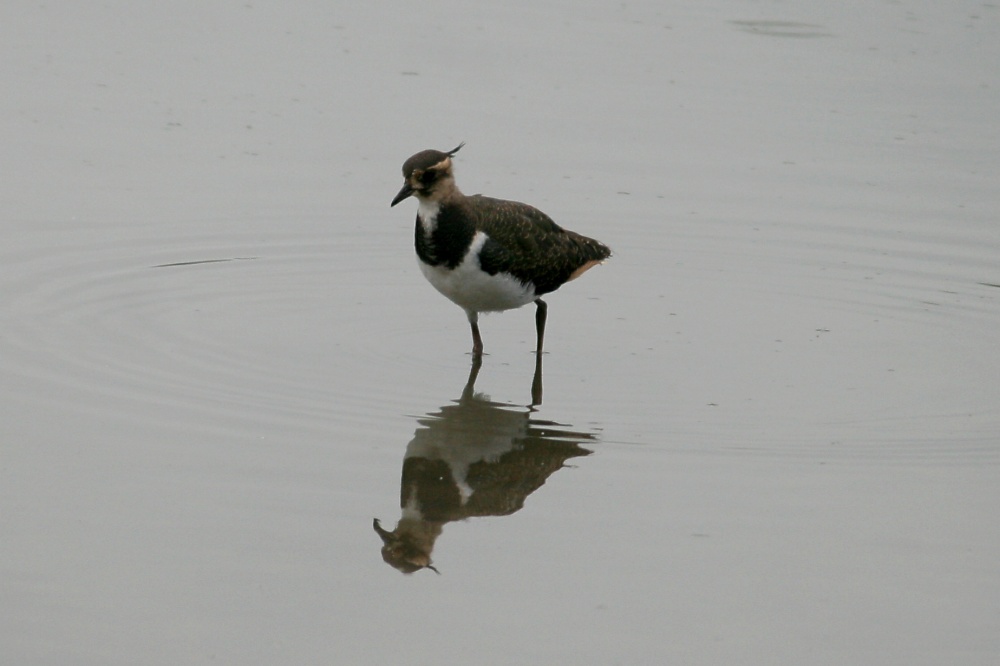 Lapwing Chick.