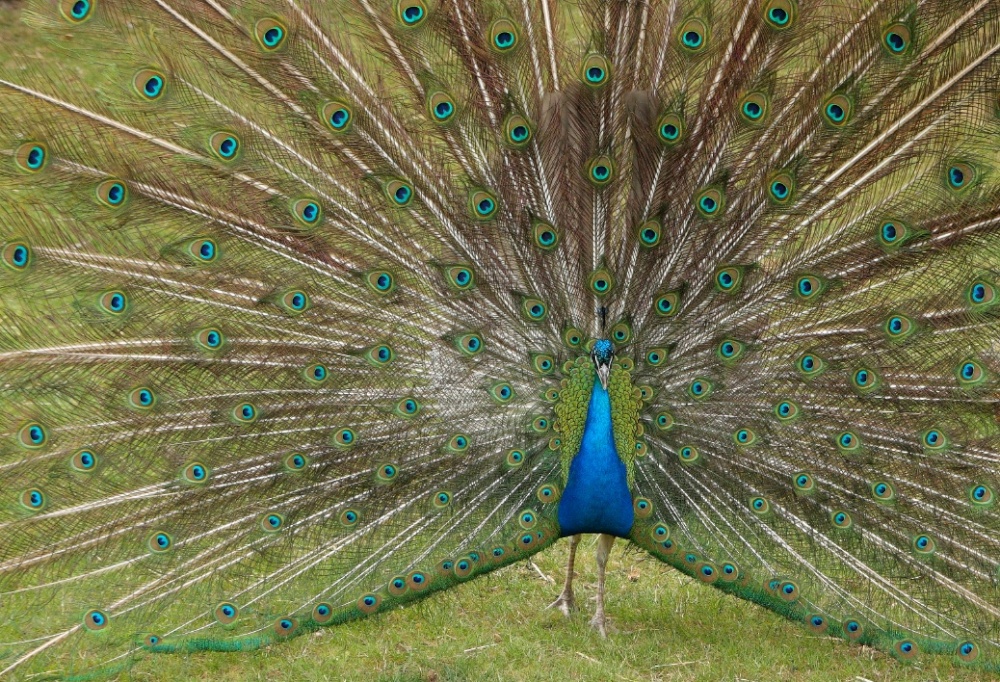 East Park Peacock