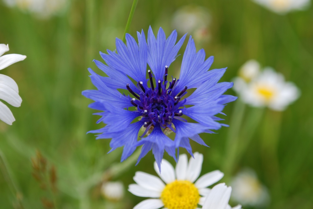 Cornflower