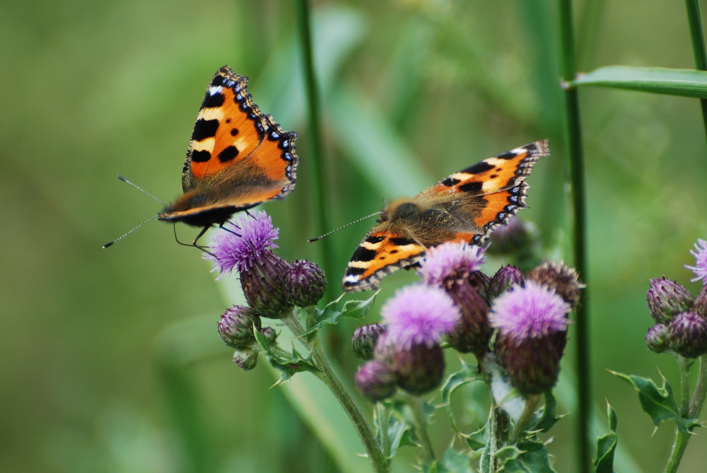 Small tortoiseshells