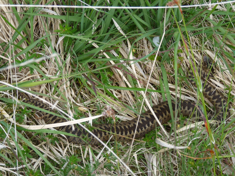 Adder