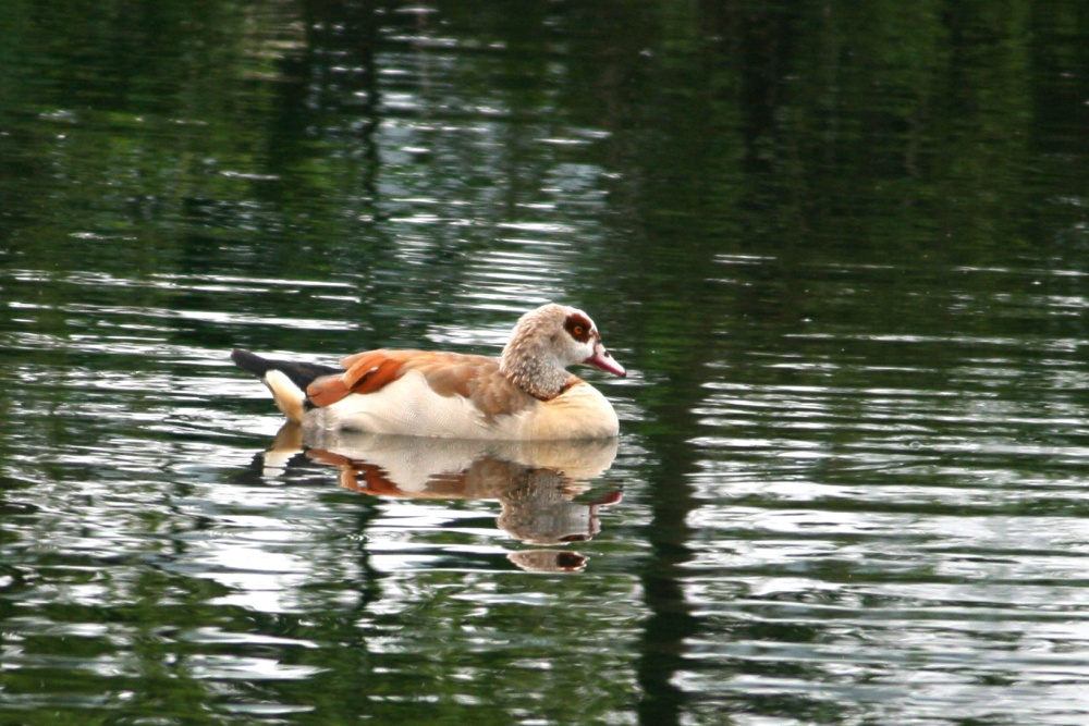 Egyptian Goose.