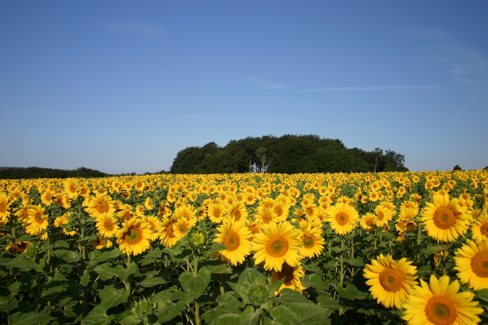 Photograph of Sunflowers in Rudloe, Wiltshire