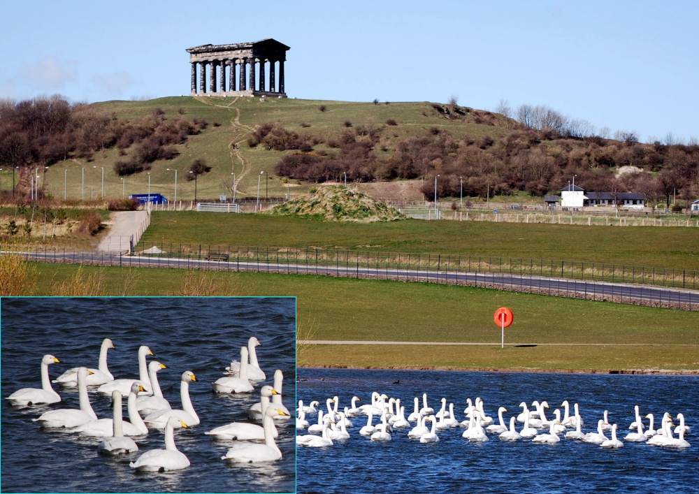 Whooper Swans in Herrington Country Park.