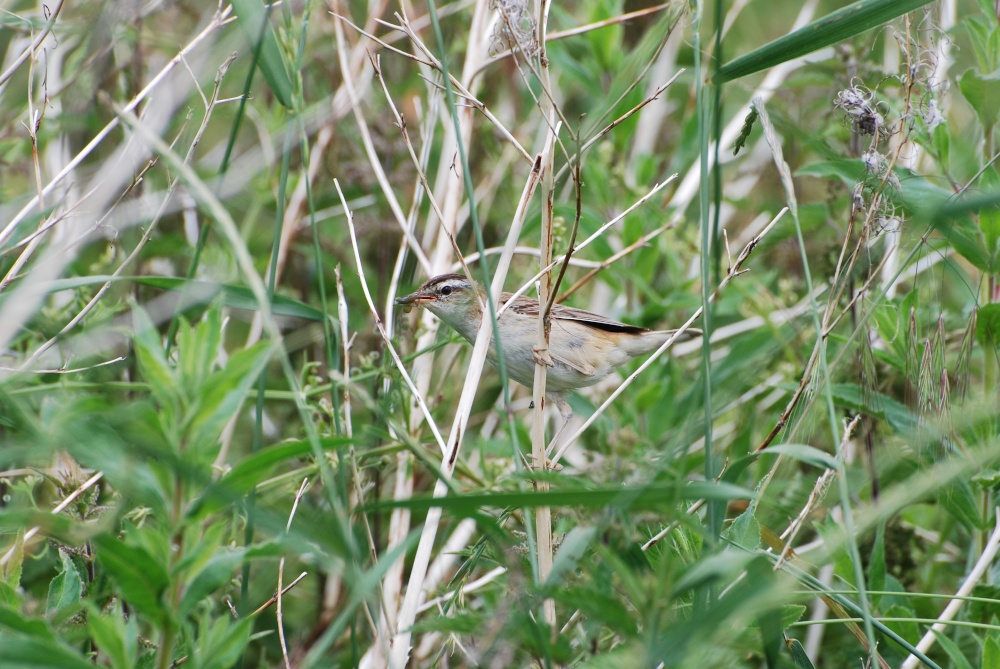 Sedge Warbler