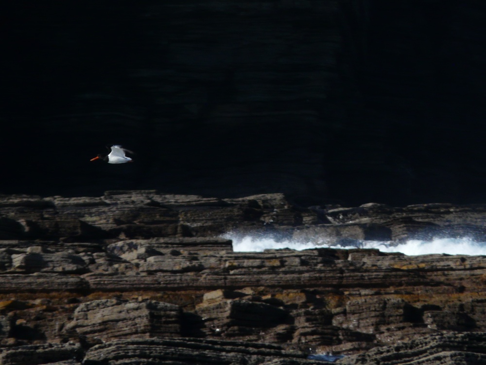 Oystercatcher in flight