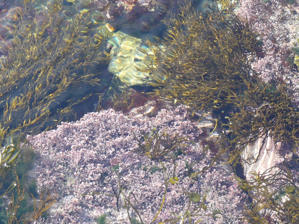 Rock pool