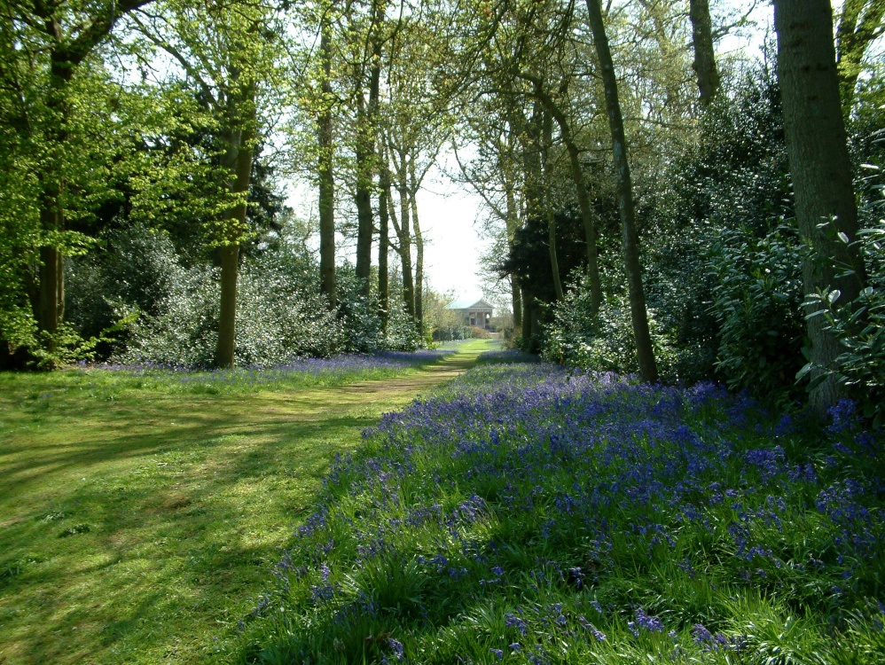 Blickling bluebells