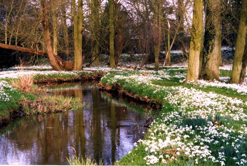 Snowdrop display Walsingham Abbey grounds photo by Christopher Duckworth