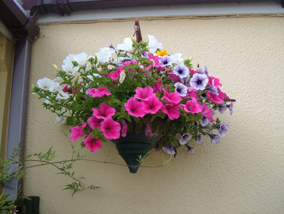 Photograph of Hanging basket June 27th 2009