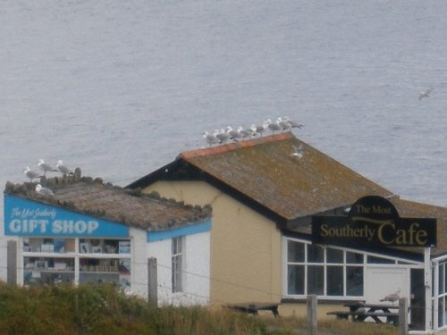 Saegulls waiting for breakfast