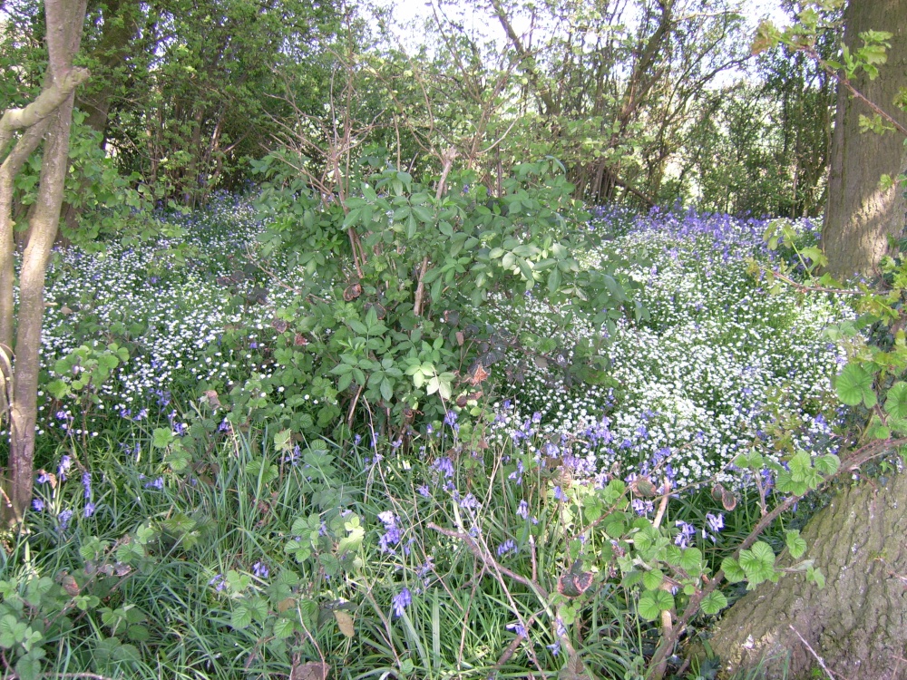 Wild flowers