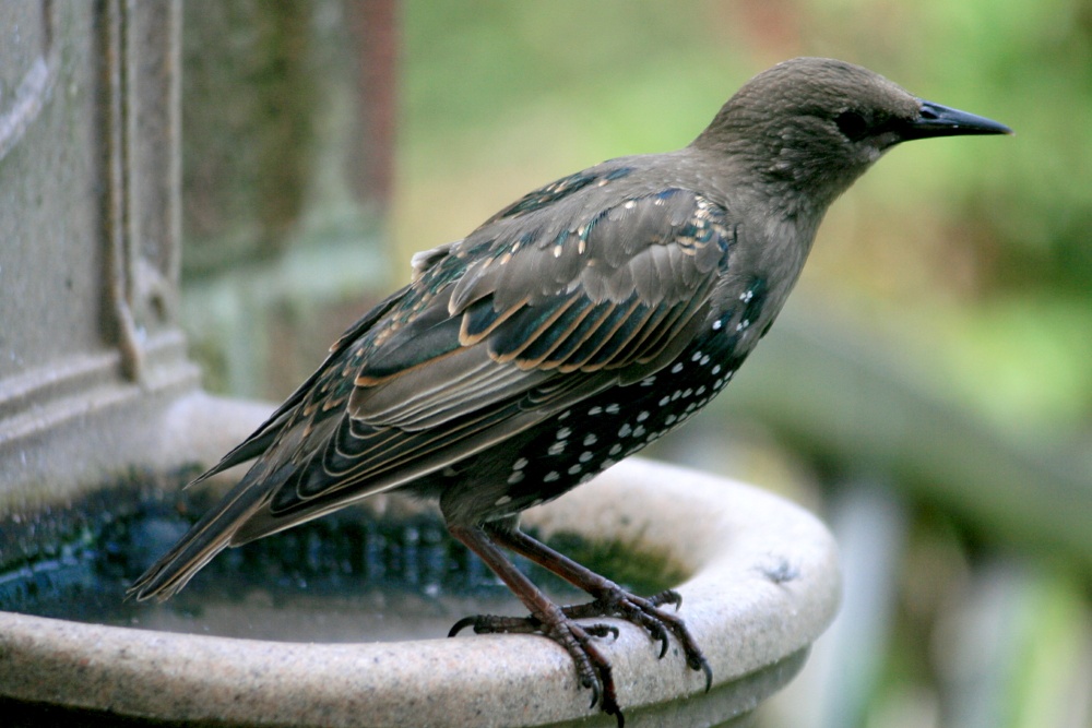 Starling.