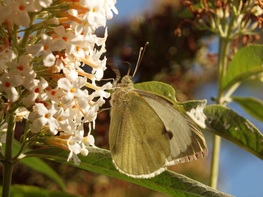 Cabbage White butterfly, Steeple Claydon, Bucks