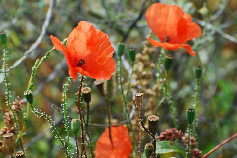 Common poppies